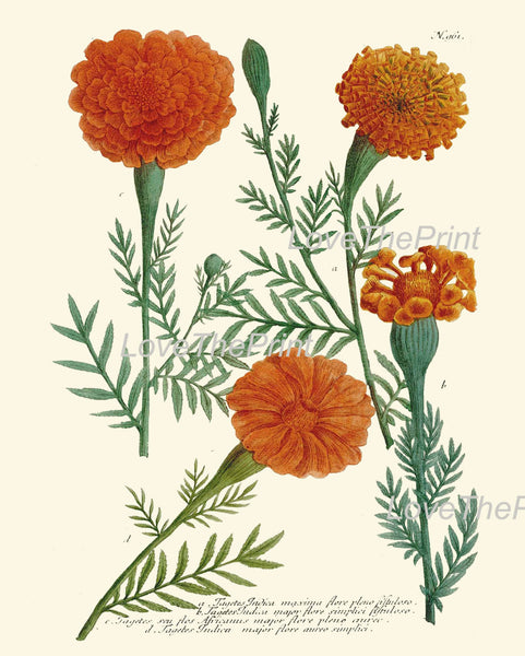 BOTANICAL PRINT  Art Print W1 Beautiful Antique Marigolds Orange Garden Nature to Frame Interior Design Home Decor Room Wall Decoration