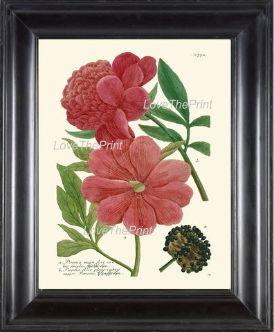 BOTANICAL PRINT  Art Print W40 Beautiful Peony Red Pink Large Antique Flowers Spring Summer Garden Nature Plants to Frame Home Decor