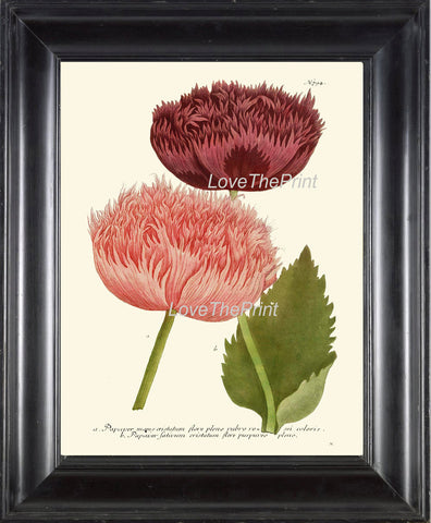 BOTANICAL PRINT  Art Print W45 Beautiful Peony Pink CoralBurgundy Large Antique Flowers to Frame Wall Home Living Room Bedroom Decor
