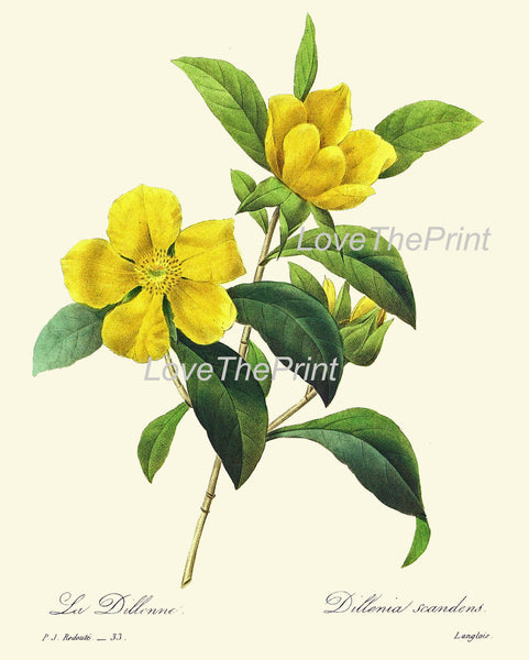 BOTANICAL PRINT Redoute Flower  Botanical Art Print 42 Beautiful Yellow Dillenia Tropical Rose Antique Nature to Frame Interior Design