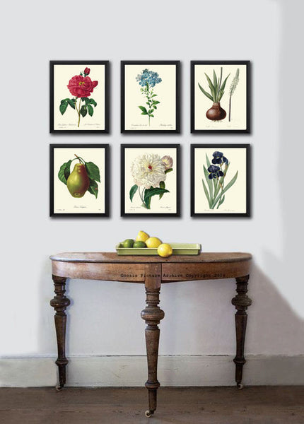 BOTANICAL PRINT Redoute Flower  Botanical Art Print 3 Beautiful Red Currants French Antique Berry Berries Fruit Butterfly Country Nature