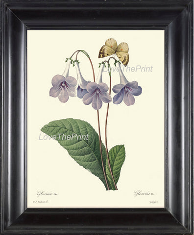 BOTANICAL PRINT Redoute Flower  Art 487 Beautiful Blue Gloxinia Butterfly Garden Nature Plant Violet White Summer Spring Decor to Frame
