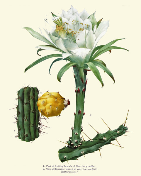 BOTANICAL PRINT  Art Print 20 Beautiful Cactus Plant White Large Flower Tropical Illustration Tropical Nature Home Wall Decor to Frame