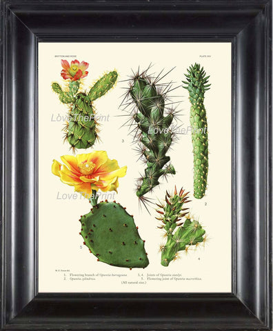 BOTANICAL PRINT  Art Print 10 Beautiful Cactus Yellow Blooming Flowers Plant Tropical Desert Illustration Greenhouse Home Decor to Frame