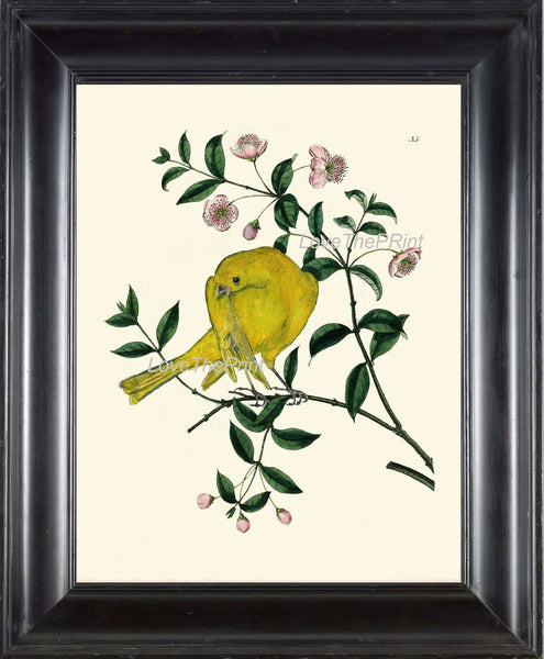 BIRD EGGS  Art Print B3 Beautiful Antique Yellow Canary Bird Pink Flowers Tree Branch Wall Hanging Home Living Room Interior Design