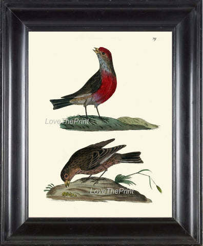BIRD PRINT 8x10 Art B9 Beautiful Antique Red Headed Linnet Wall Hanging Home Living Room Interior Design Illustration Picture to Frame
