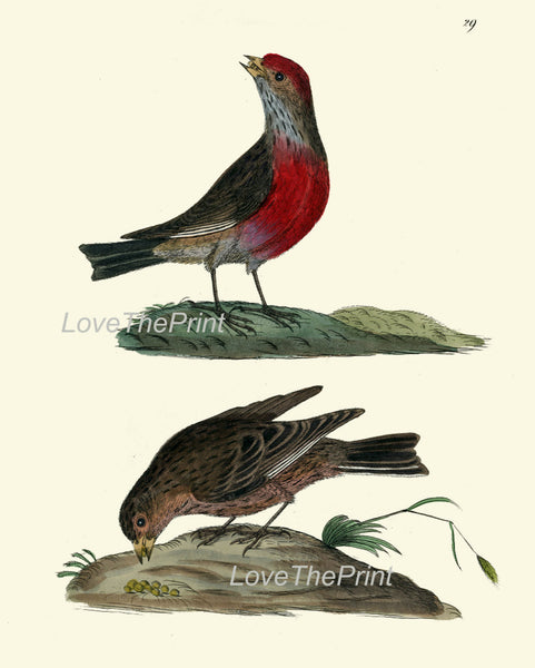 BIRD PRINT 8x10 Art B9 Beautiful Antique Red Headed Linnet Wall Hanging Home Living Room Interior Design Illustration Picture to Frame