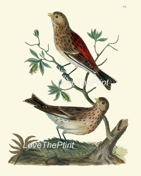 BIRD PRINT  Art B11 Beautiful Twite Twitter Antique Birds Nature Wall Hanging Home Room Interior Design Illustration Picture to Frame