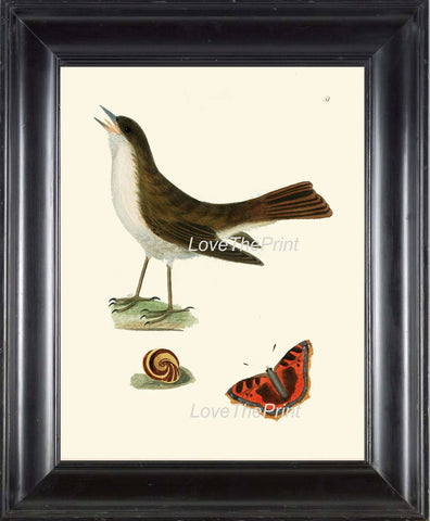 BIRD PRINT 8x10 Art B14 Beautiful Nightingale Antique Bird Butterfly Snail Wall Home Room Forest Nature Natural Science Plate to Frame