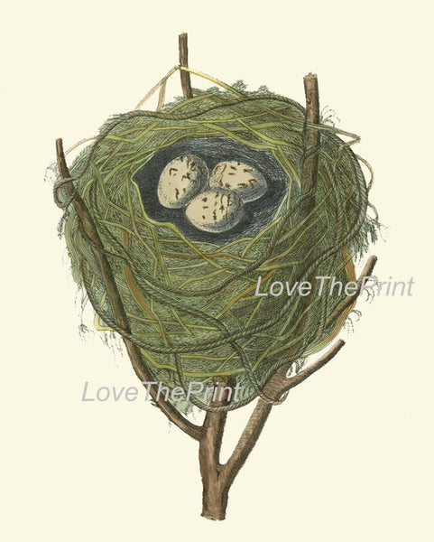 BIRD EGGS  Art B22 Beautiful Red Warbler Nest Antique Illustration Plate Forest Tree Branch Nature Home Room Wall Decor to Frame
