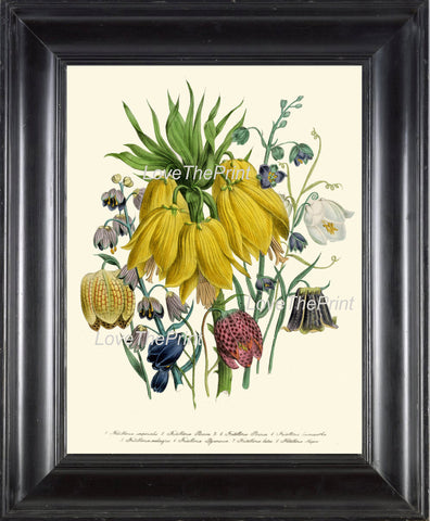 BOTANICAL PRINT Loudon Flower  Art 17 Beautiful Large Yellow Antique Fritillaria Flowers Tropical Garden Nature to Frame