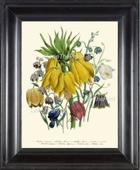 BOTANICAL PRINT Loudon Flower  Art 17 Beautiful Large Yellow Antique Fritillaria Flowers Tropical Garden Nature to Frame