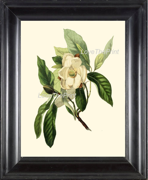BOTANICAL PRINT Clarke  Botanical Art Print 9 Beautiful White Magnolia Flower Tree Branch Antique Spring Garden Home Wall Decor to Frame