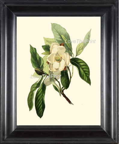 BOTANICAL PRINT Clarke  Botanical Art Print 9 Beautiful White Magnolia Flower Tree Branch Antique Spring Garden Home Wall Decor to Frame