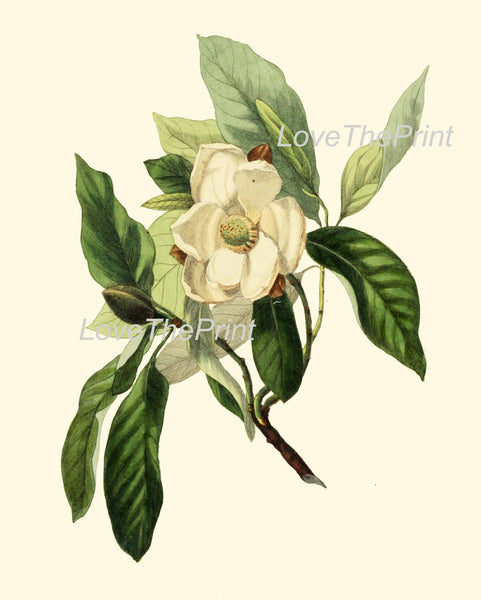 BOTANICAL PRINT Clarke  Botanical Art Print 9 Beautiful White Magnolia Flower Tree Branch Antique Spring Garden Home Wall Decor to Frame