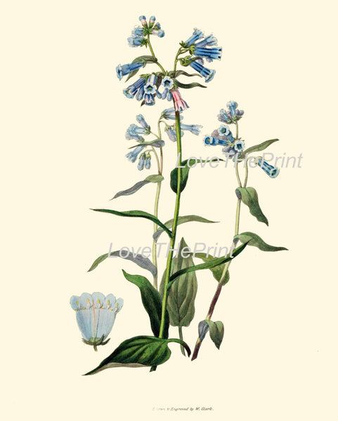 BOTANICAL PRINT Clarke  Botanical Art Print 8 Beautiful Blue Bluebell Flower Mertensia Antique Spring Forest Home Wall Decor to Frame