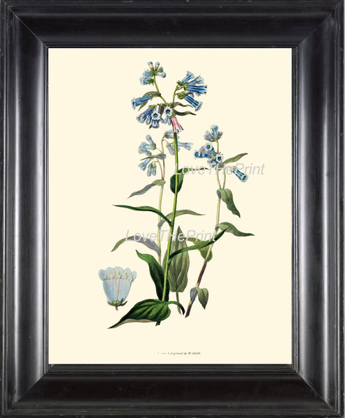 BOTANICAL PRINT Clarke  Botanical Art Print 8 Beautiful Blue Bluebell Flower Mertensia Antique Spring Forest Home Wall Decor to Frame