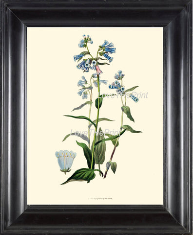 BOTANICAL PRINT Clarke  Botanical Art Print 8 Beautiful Blue Bluebell Flower Mertensia Antique Spring Forest Home Wall Decor to Frame