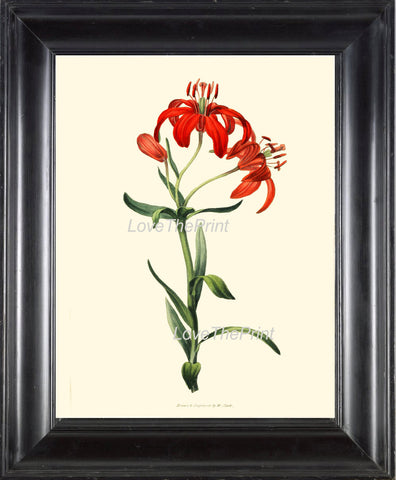 BOTANICAL PRINT Clarke  Botanical Art Print 23 Beautiful Morning Star Lily Orange Red Flowers Antique Garden Home Wall Decor to Frame