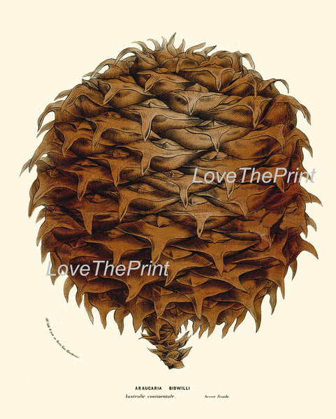 BOTANICAL PRINT HOUTTE  Art 86 Beautiful Large Pinecone Pine Tree Winter Forest Nature Christmas Cottage Home Room Wall Decor to Frame
