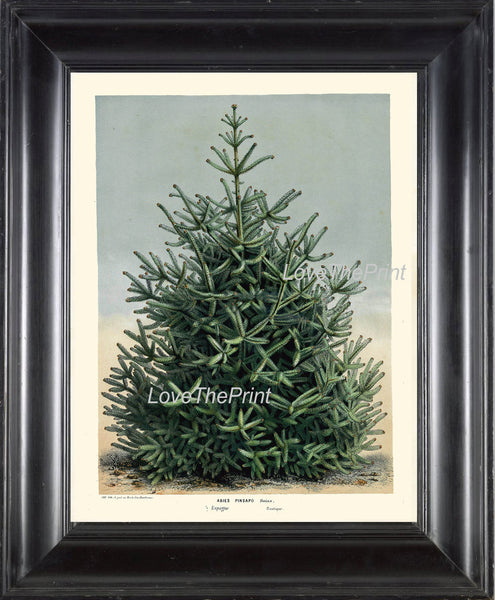 BOTANICAL PRINT HOUTTE  Art 83 Beautiful Large Green Spanish Fir PineTree Winter Christmas Forest Nature Home Room Wall Decor to Frame