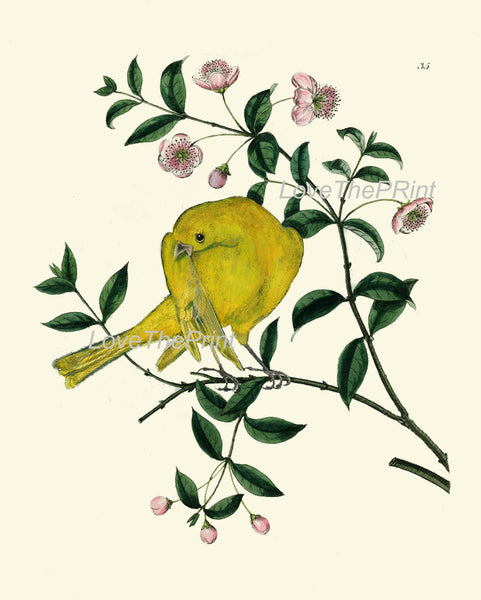 BIRD EGGS  Art Print B3 Beautiful Antique Yellow Canary Bird Pink Flowers Tree Branch Wall Hanging Home Living Room Interior Design