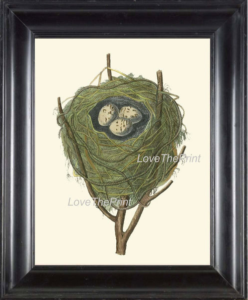 BIRD EGGS  Art B22 Beautiful Red Warbler Nest Antique Illustration Plate Forest Tree Branch Nature Home Room Wall Decor to Frame