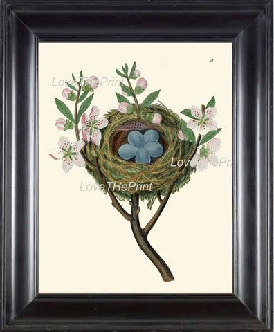 BIRD EGGS  Art B37 Beautiful Nest Blue Eggs Blooming Fruit Apple Tree Flowers Spring Branch Antique Illustration Home Decor to Frame