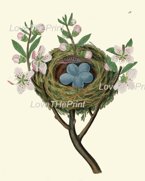 BIRD EGGS  Art B37 Beautiful Nest Blue Eggs Blooming Fruit Apple Tree Flowers Spring Branch Antique Illustration Home Decor to Frame