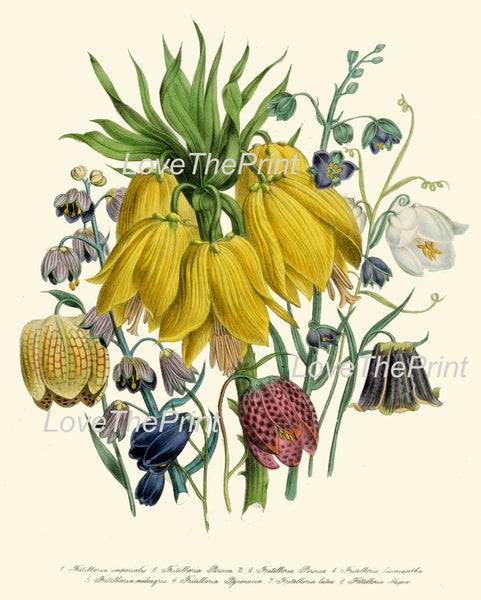BOTANICAL PRINT Loudon Flower  Art 17 Beautiful Large Yellow Antique Fritillaria Flowers Tropical Garden Nature to Frame