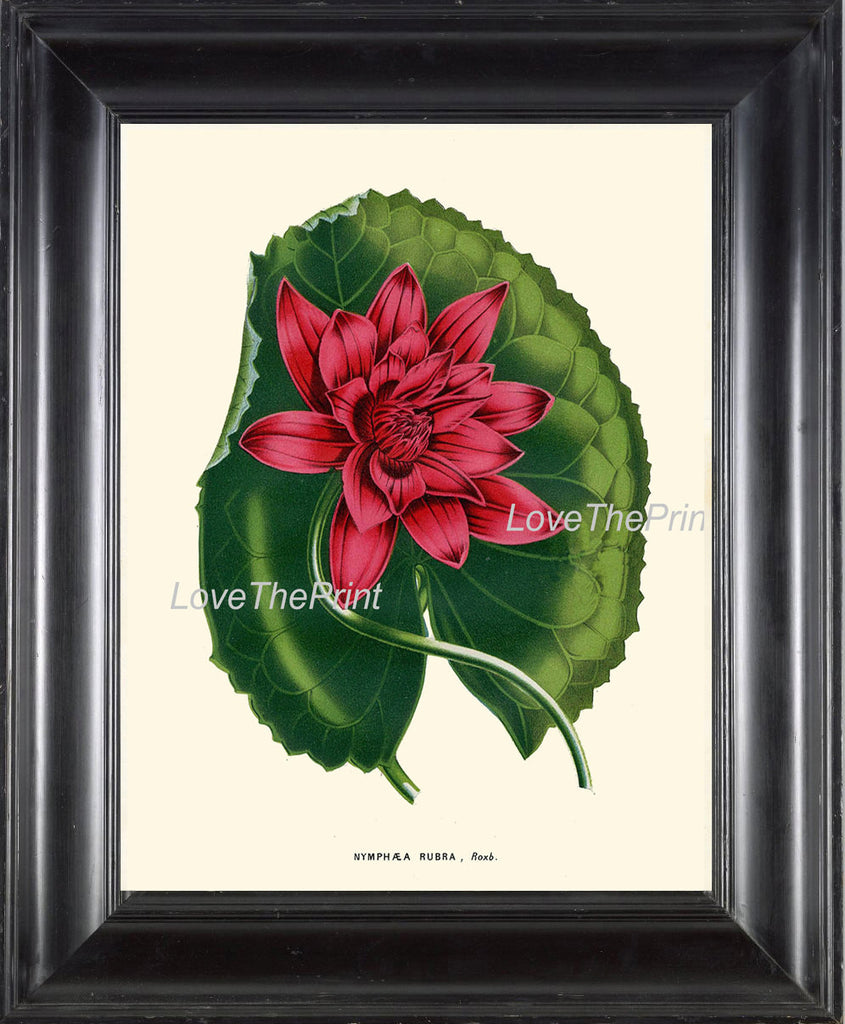 BOTANICAL PRINT HOUTTE  Art 131 Beautiful Large Water Lily Pink Red Leaf Lake Nature Plant Antique Ivory Room Wall Home Decor to Frame