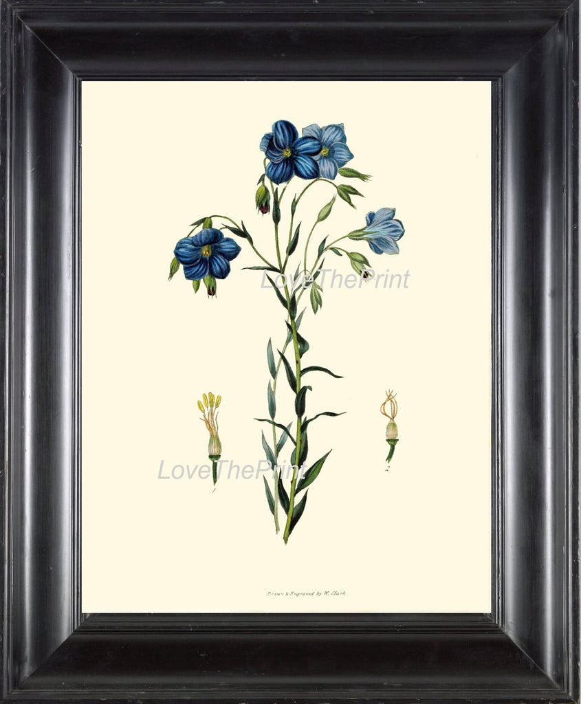 BOTANICAL PRINT Clarke  Botanical Art Print 13 Beautiful Blue Flax Small Flowers Antique Botany Illustration Home Wall Decor to Frame