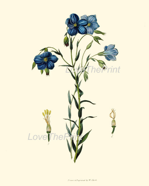 BOTANICAL PRINT Clarke  Botanical Art Print 13 Beautiful Blue Flax Small Flowers Antique Botany Illustration Home Wall Decor to Frame