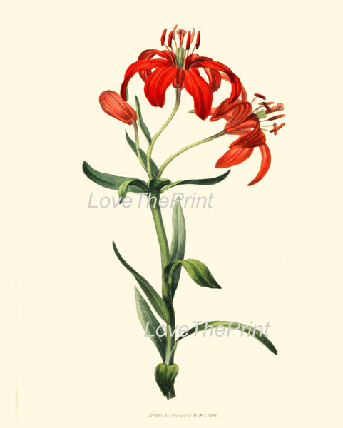 BOTANICAL PRINT Clarke  Botanical Art Print 23 Beautiful Morning Star Lily Orange Red Flowers Antique Garden Home Wall Decor to Frame