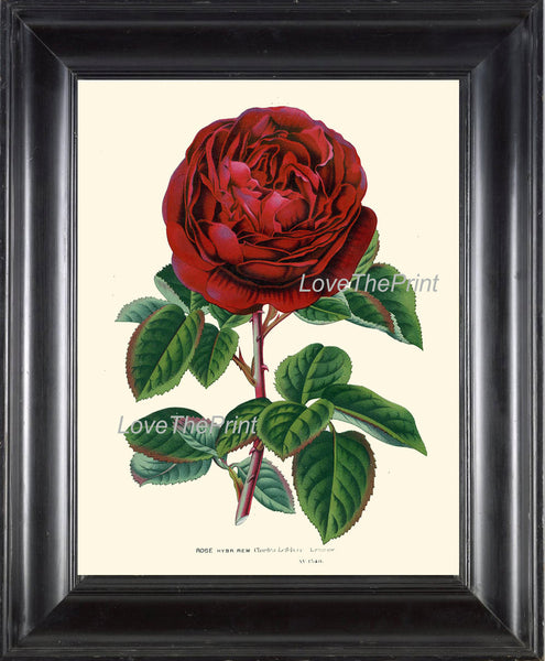 BOTANICAL PRINT HOUTTE  Art 133 Beautiful Large Red Rose Charles Lefebvre French Country Provencal Shabby Chic Home Wall Decor to Frame