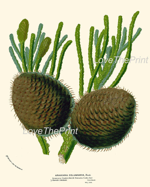 BOTANICAL PRINT HOUTTE  Art 68 Beautiful Large Pinecone Pine Cone Tree Branch Winter Forest Nature Christmas Cottage Home Wall Decor