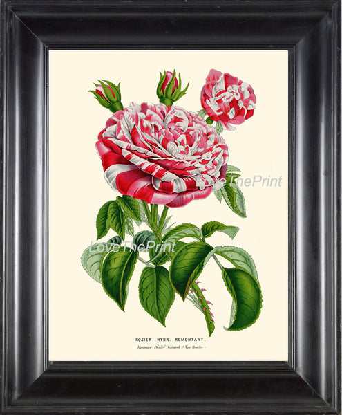 BOTANICAL PRINT HOUTTE  Art 138 Beautiful Large White Red Pink Rose Rosebuds Spring Summer Country Garden Home Wall Room Decor to Frame