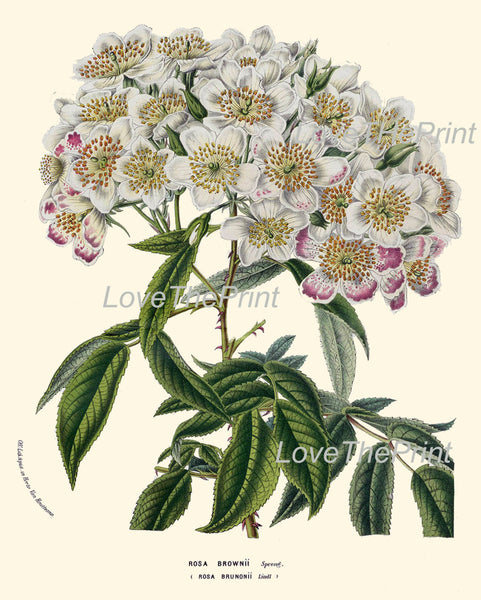 BOTANICAL PRINT HOUTTE  Art 147 Beautiful White Rose Brownii Small Flowers Antique Writing Illustration Picture Home Room Decor to Frame