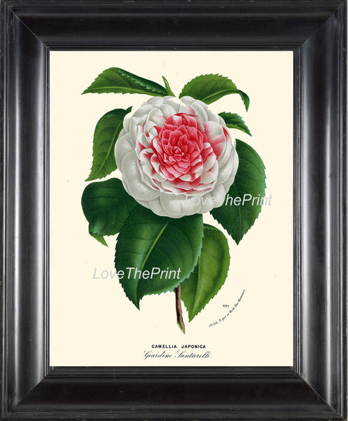BOTANICAL PRINT HOUTTE  Art 193 Beautiful White Pink Camellia Flower Plant Antique Spring Nature Home Decor Plate Picture Illustration