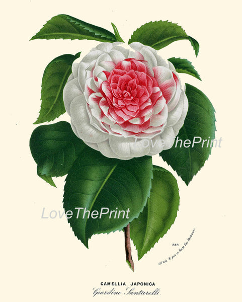 BOTANICAL PRINT HOUTTE  Art 193 Beautiful White Pink Camellia Flower Plant Antique Spring Nature Home Decor Plate Picture Illustration