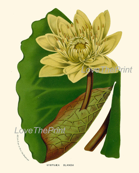 BOTANICAL PRINT HOUTTE  Art 132 Beautiful Large Water Lily Yellow Leaf Lake Nature Antique Ivory Country Cottage Interior Design Picture
