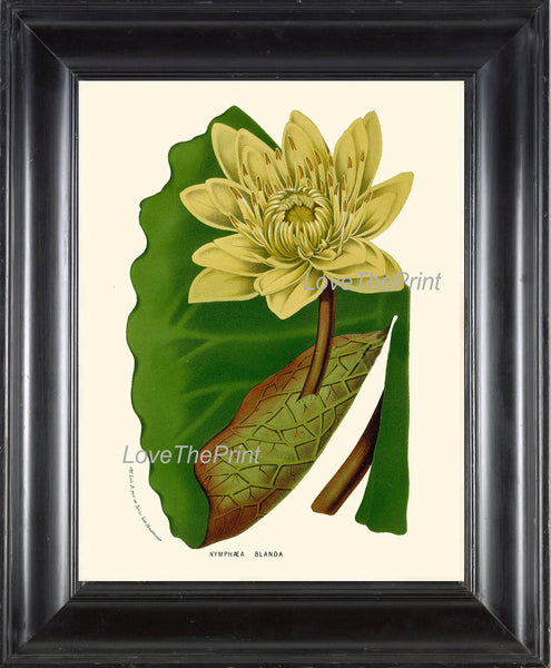 BOTANICAL PRINT HOUTTE  Art 132 Beautiful Large Water Lily Yellow Leaf Lake Nature Antique Ivory Country Cottage Interior Design Picture