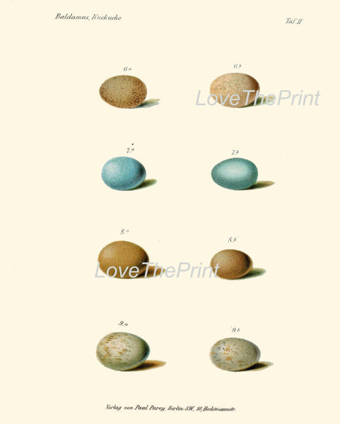 BIRD EGGS Print  Art B39 Beautiful Antique Bird Eggs in Beige Aqua Blue Chart Illustration Picture Wall Home Room Forest Nature to Frame