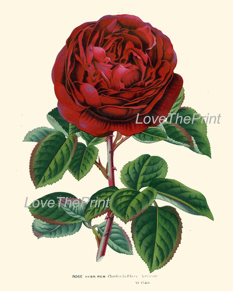 BOTANICAL PRINT HOUTTE  Art 133 Beautiful Large Red Rose Charles Lefebvre French Country Provencal Shabby Chic Home Wall Decor to Frame