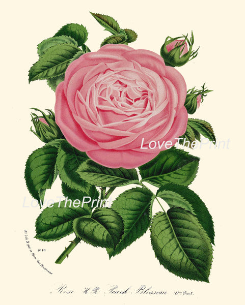BOTANICAL PRINT HOUTTE  Art 134 Beautiful Large Pink Peach Blossom Rose Rosebud Garden Plant Living Room Bedroom Wall Room Decoration