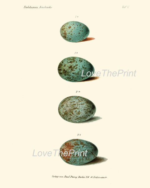 BIRD EGGS Print  Art B35 Beautiful Antique Bird Eggs in Beige Aqua Blue Chart Illustration Picture Wall Home Room Forest Nature to Frame