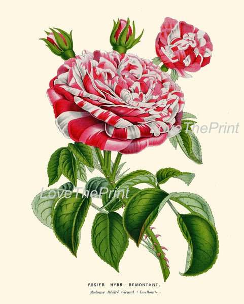 BOTANICAL PRINT HOUTTE  Art 138 Beautiful Large White Red Pink Rose Rosebuds Spring Summer Country Garden Home Wall Room Decor to Frame
