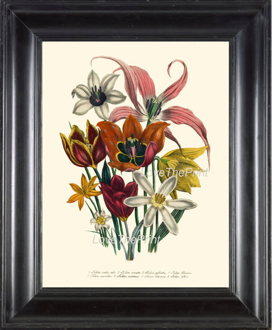 BOTANICAL PRINT Loudon Flower  Art 14 Beautiful Tulips Bouquet White Orange Red Yellow Antique Flowers Garden Nature Home Room Decor