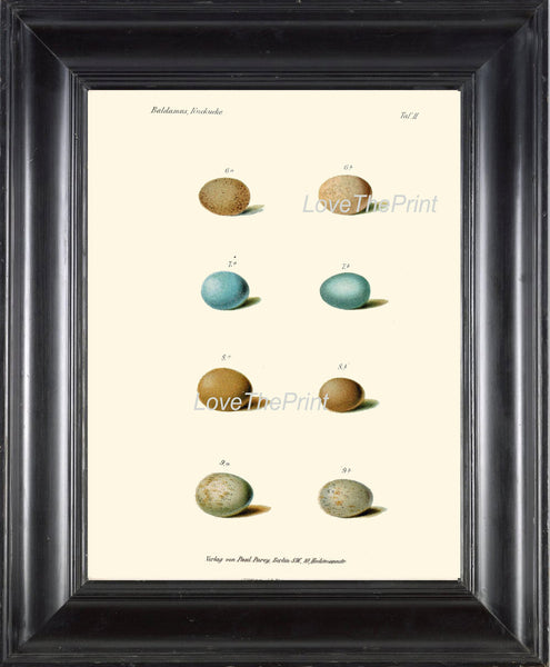 BIRD EGGS Print  Art B39 Beautiful Antique Bird Eggs in Beige Aqua Blue Chart Illustration Picture Wall Home Room Forest Nature to Frame