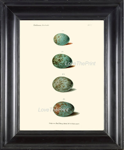 BIRD EGGS Print  Art B35 Beautiful Antique Bird Eggs in Beige Aqua Blue Chart Illustration Picture Wall Home Room Forest Nature to Frame